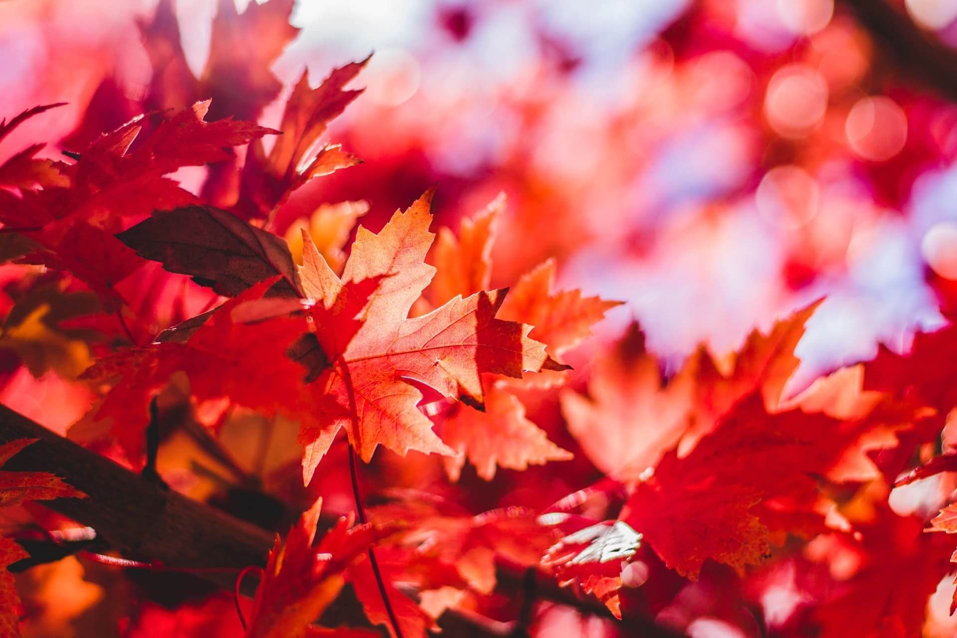 桜の画像1